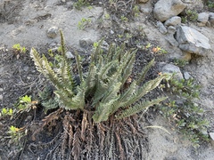 Polystichum scopulinum