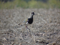 Vanellus chilensis