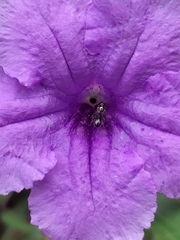 Ceratina
