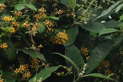 Gaudichaudia cynanchoides