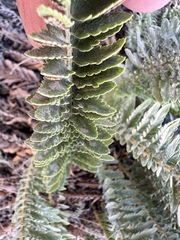 Polystichum scopulinum