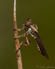Holcocephala