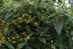 Gaudichaudia cynanchoides