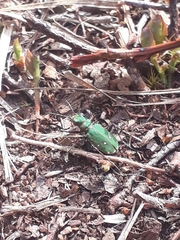 Cicindela campestris