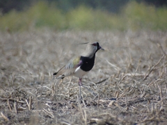 Vanellus chilensis
