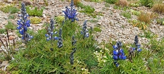 Lupinus