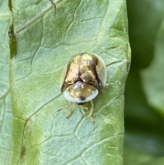 Deloyala guttata