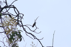 Saucerottia beryllina