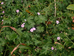 Geranium