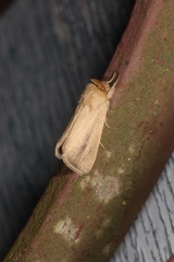 Sesamia nonagrioides