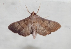 Herpetogramma phaeopteralis