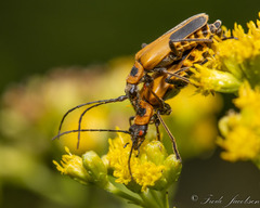 Chauliognathus pensylvanicus