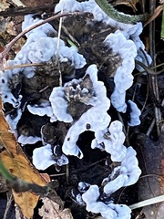 Thelephora terrestris