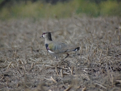 Vanellus chilensis