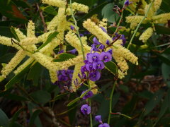 Hardenbergia violacea