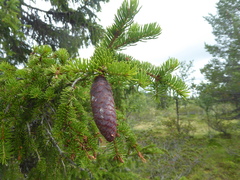 Picea abies