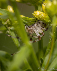 Araneus trifolium