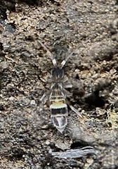 Orchesella