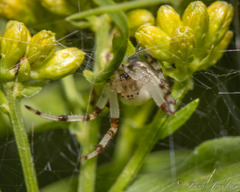 Araneus trifolium