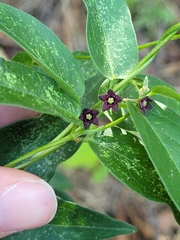 Vincetoxicum nigrum