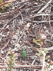 Cicindela campestris