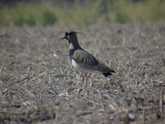 Vanellus chilensis