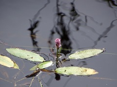Persicaria amphibia
