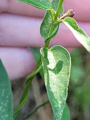 Vincetoxicum nigrum