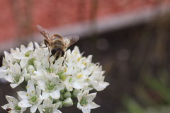Eristalis tenax