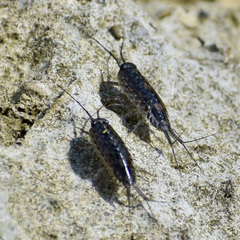 Ligia exotica