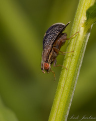 Eutreta noveboracensis