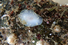 Cadlina
