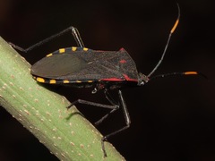 Laminiceps megaera