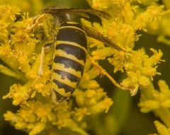 Vespula vidua