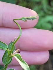 Vincetoxicum nigrum