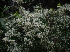 Leucopogon affinis