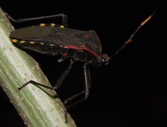 Laminiceps megaera