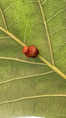 Andricus nigricens