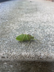Pterophylla camellifolia