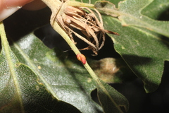 Pseudoneuroterus saliens