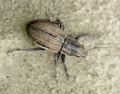 Naupactus leucoloma