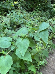 Scrophularia marilandica