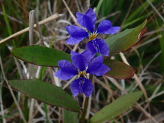 Dampiera stricta