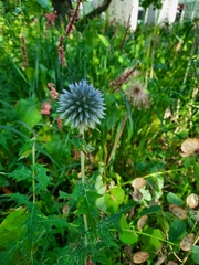 Echinops