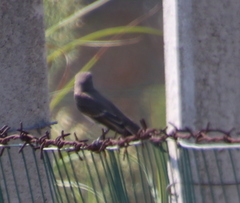 Ficedula hypoleuca