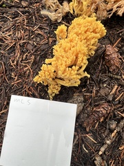 Ramaria largentii