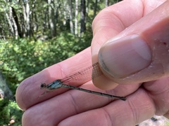 Argia fumipennis