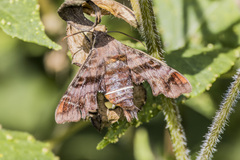 Amphion floridensis