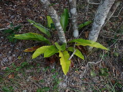 Asplenium australasicum