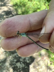 Argia fumipennis
